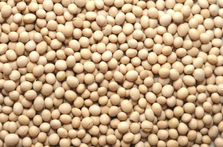 En güçlü D vitamini kaynağı! Diyabete ve tehlikeli hastalıklara karşı savaş açıyor G1