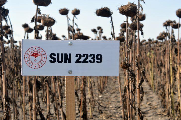 Tekirdağ'da demonstrasyon sahasına ekilen ayçiçekleri hasat edildi G1