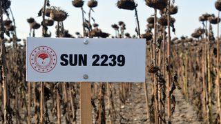 Tekirdağ'da demonstrasyon sahasına ekilen ayçiçekleri hasat edildi