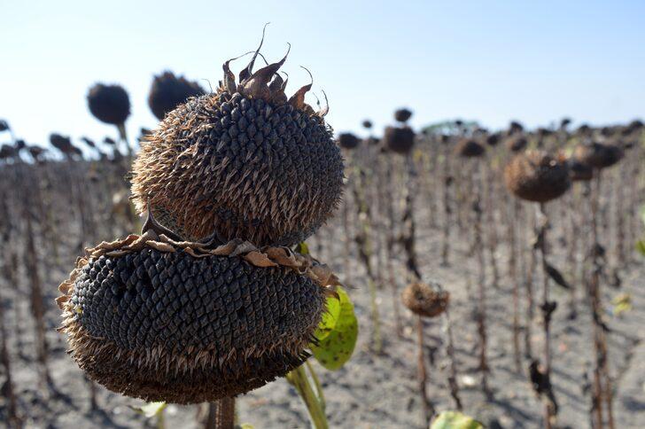 Tekirdağ'da demonstrasyon sahasına ekilen ayçiçekleri hasat edildi G2