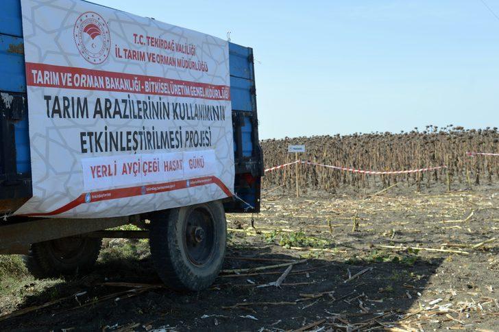 Tekirdağ'da demonstrasyon sahasına ekilen ayçiçekleri hasat edildi G3