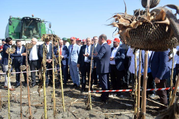 Tekirdağ'da demonstrasyon sahasına ekilen ayçiçekleri hasat edildi G4