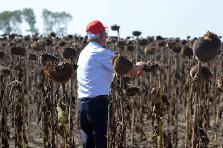 Tekirdağ'da demonstrasyon sahasına ekilen ayçiçekleri hasat edildi G5