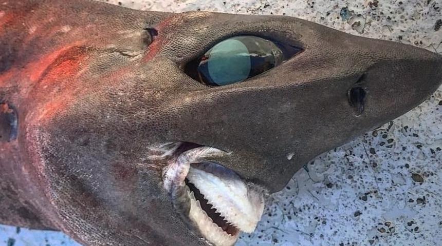 Ülke bu balığı konuşuyor! Denizden çıkartıldı, görenler gözlerine inanamadı