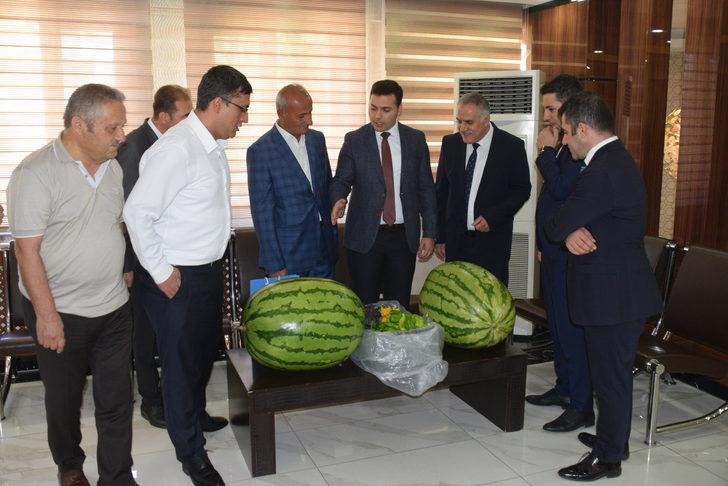 Batmanlı çiftçinin yetiştirdiği 53 kilo 300 gramlık karpuz fuarda sergilenecek G1