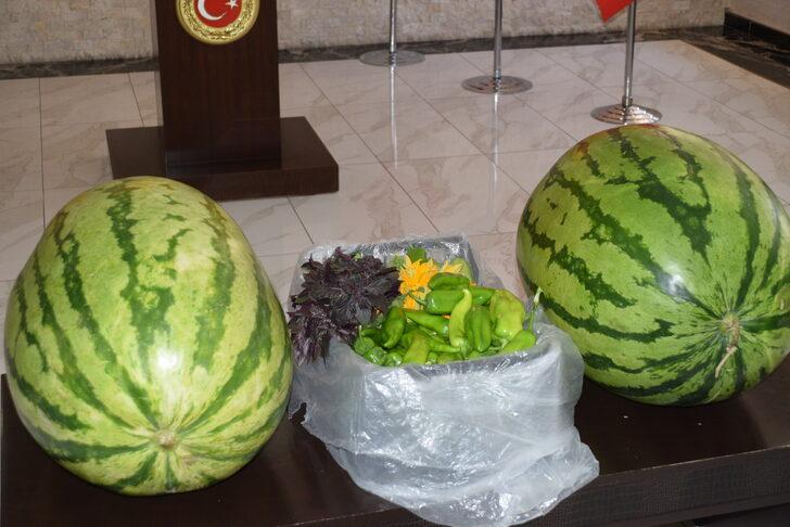 Batmanlı çiftçinin yetiştirdiği 53 kilo 300 gramlık karpuz fuarda sergilenecek G3