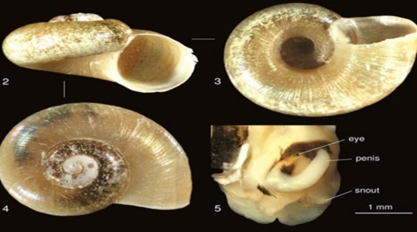 Bu canlı t&uuml;r&uuml; T&uuml;rkiye&rsquo;de tespit edildi!