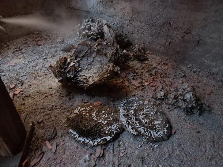 Bolu'da tadilatta olan okulun çatısındaki arı yuvaları ekiplerce temizlendi G1