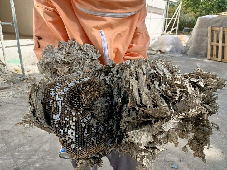 Bolu'da tadilatta olan okulun çatısındaki arı yuvaları ekiplerce temizlendi G5