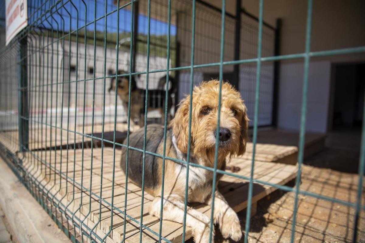 Mersin'de sahipsiz hayvanlar i&ccedil;in "pet kuaf&ouml;r" hizmeti