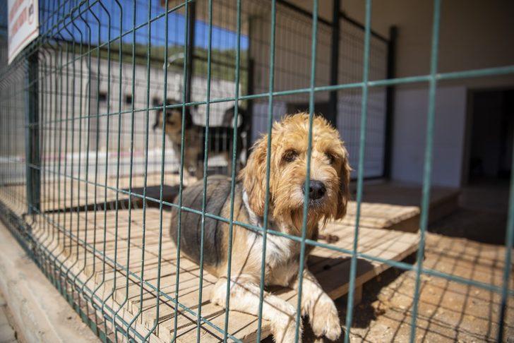 Mersin'de sahipsiz hayvanlar için "pet kuaför" hizmeti G1