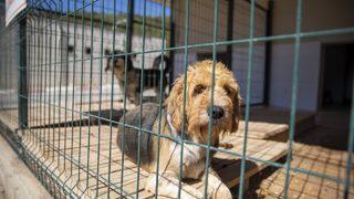 Mersin'de sahipsiz hayvanlar için pet kuaför hizmeti