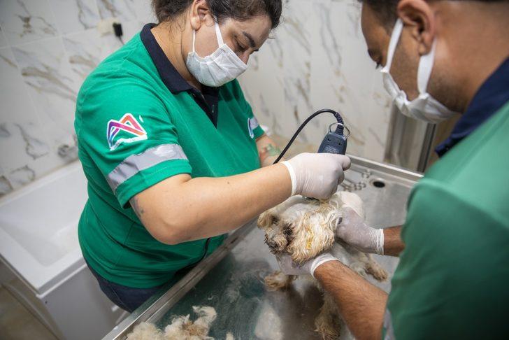 Mersin'de sahipsiz hayvanlar için "pet kuaför" hizmeti G2