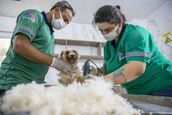 Mersin'de sahipsiz hayvanlar için "pet kuaför" hizmeti G3