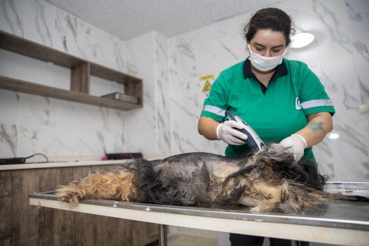 Mersin'de sahipsiz hayvanlar için "pet kuaför" hizmeti G4
