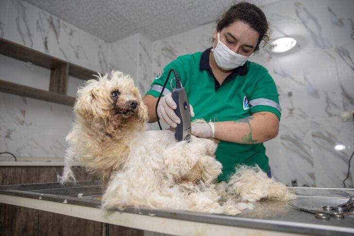 Mersin'de sahipsiz hayvanlar için "pet kuaför" hizmeti G5