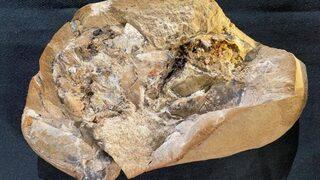 Herkesin konuştuğu keşif! Dünyanın en eski kalbi bulundu