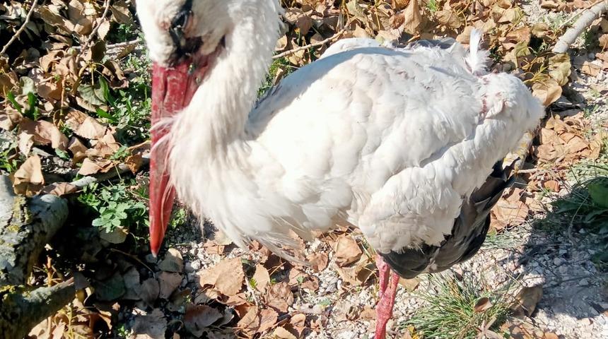 Bolu'da yaralı bulunan leylek tedaviye alındı