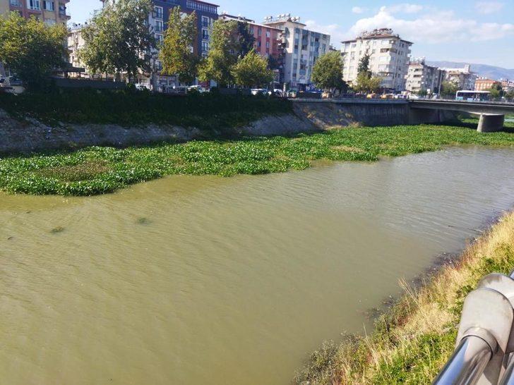 Hatay'da Asi Nehri'ni kaplayan su sümbülleri temizleniyor G2