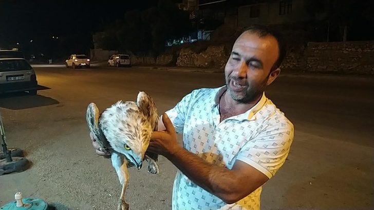 Adana'da bitkin bulunan yılan kartalı tedaviye alındı G2