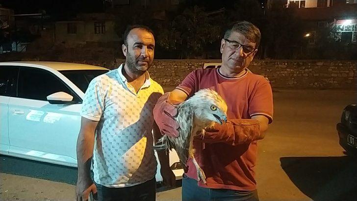 Adana'da bitkin bulunan yılan kartalı tedaviye alındı G3