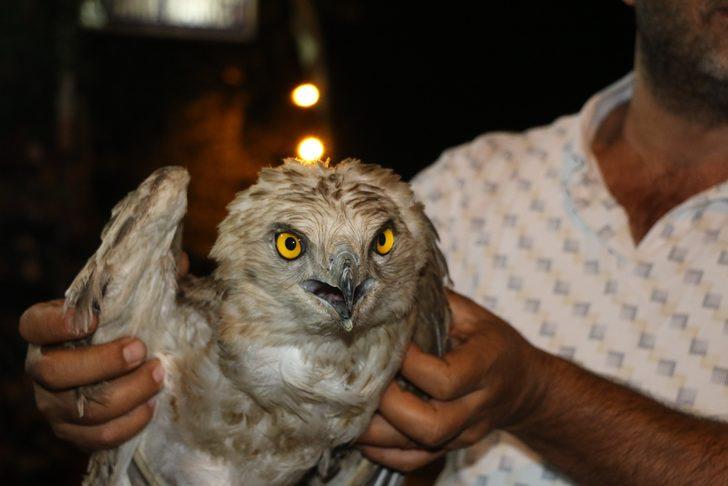 Adana'da bitkin bulunan yılan kartalı tedaviye alındı G4