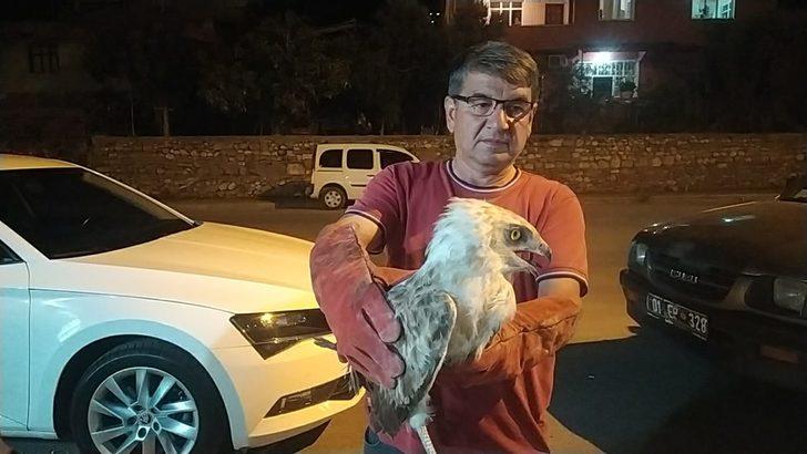 Adana'da bitkin bulunan yılan kartalı tedaviye alındı G5