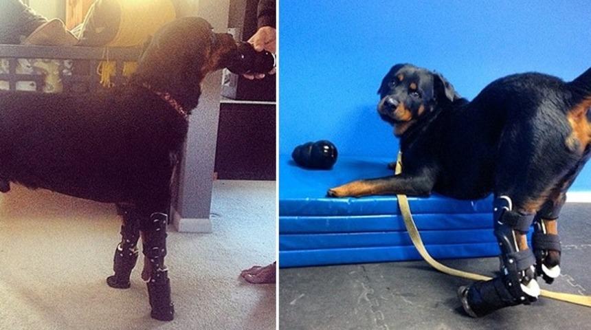 4 ayağını birden kaybeden k&ouml;peğe g&ouml;z yaşartan s&uuml;rpriz