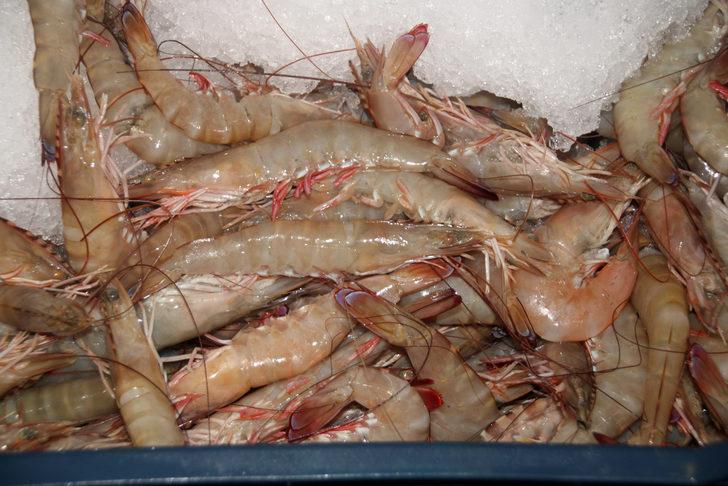 Mersin'de balıkçıların açık denizlerden dönüşleri başladı G4