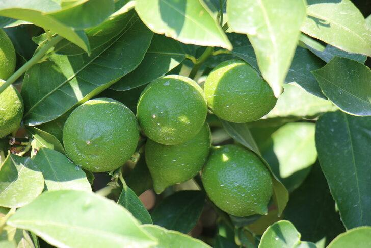 Mersin'de erkenci limonun hasadı başladı G2