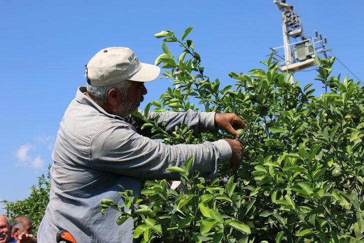 Mersin'de erkenci limonun hasadı başladı G3