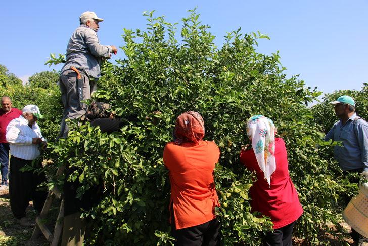 Mersin'de erkenci limonun hasadı başladı G4