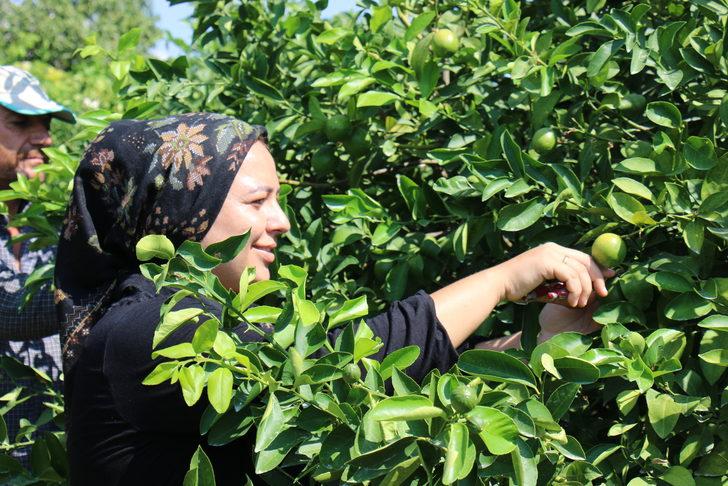 Mersin'de erkenci limonun hasadı başladı G5