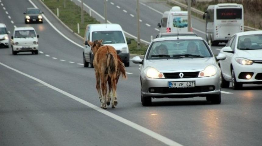 Başıboş atlar en işlek saate trafiği aksattı