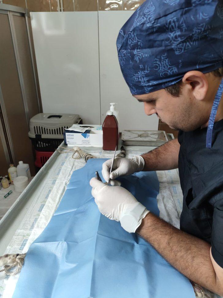 Trabzon'da son bir yılda sahipsiz 3 bin 317 köpek ve bin 332 kedi kısırlaştırıldı G3