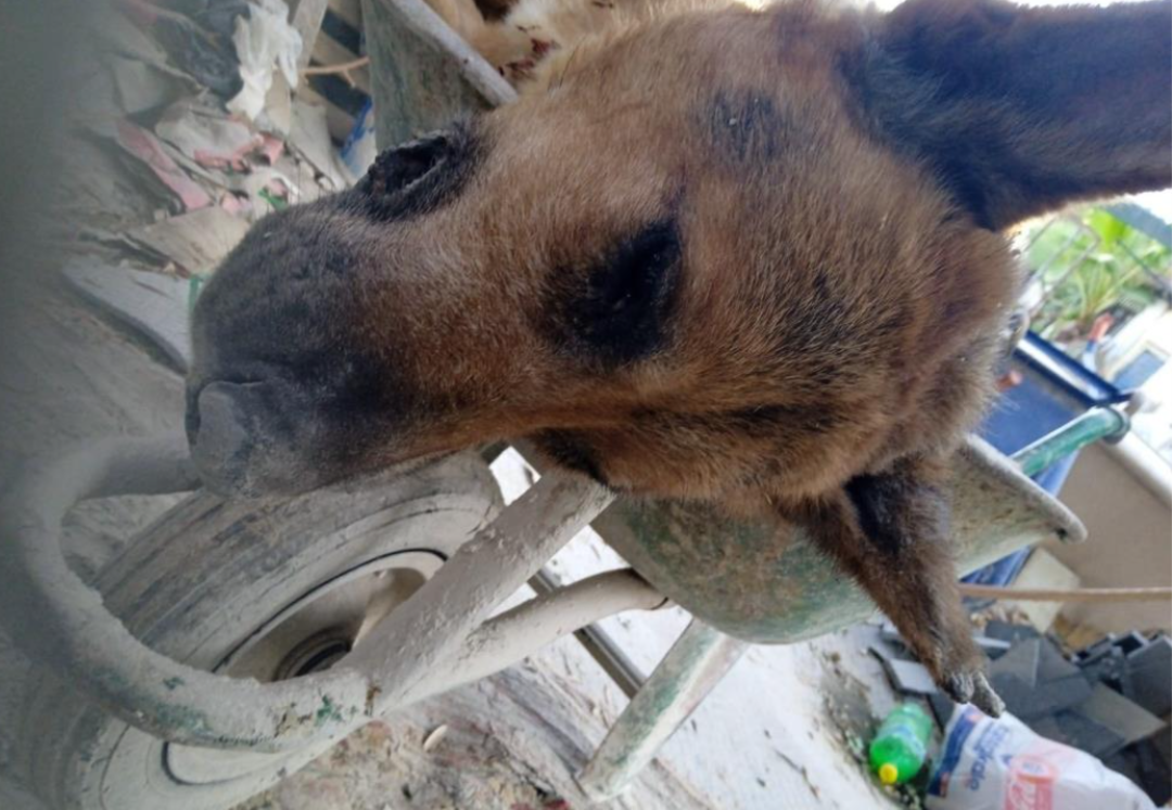 Antalya'da akılalmaz olay! 5 el ateş ederek katletti... 'Bu Şahin'i vurdum, &ouml;tekini de vuracağım'