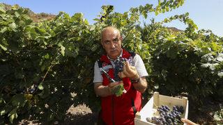 Tarım ve Orman Bakanı Kirişci Kalecik Karası Üzüm Festivali'ne katıldı