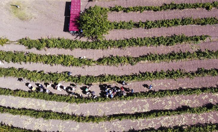 Tarım ve Orman Bakanı Kirişci Kalecik Karası Üzüm Festivali'ne katıldı G5