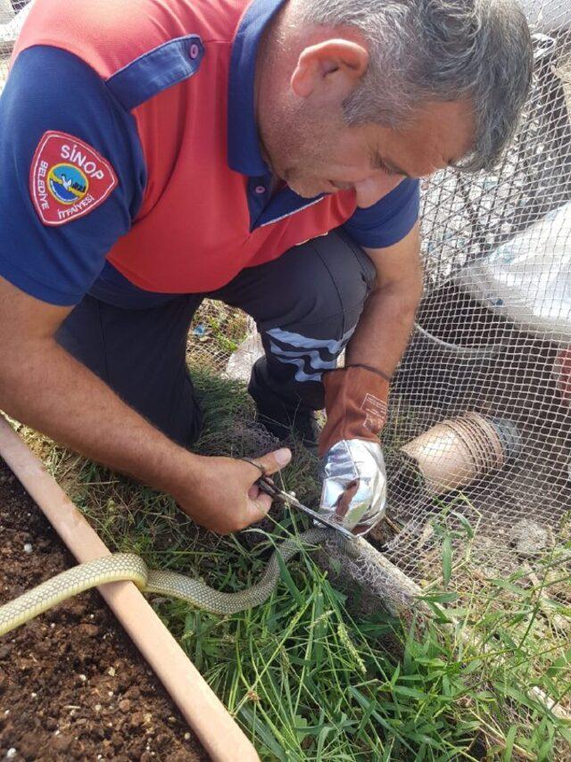Sinop'ta ağa takılan yılan itfaiye ekiplerince kurtarıldı