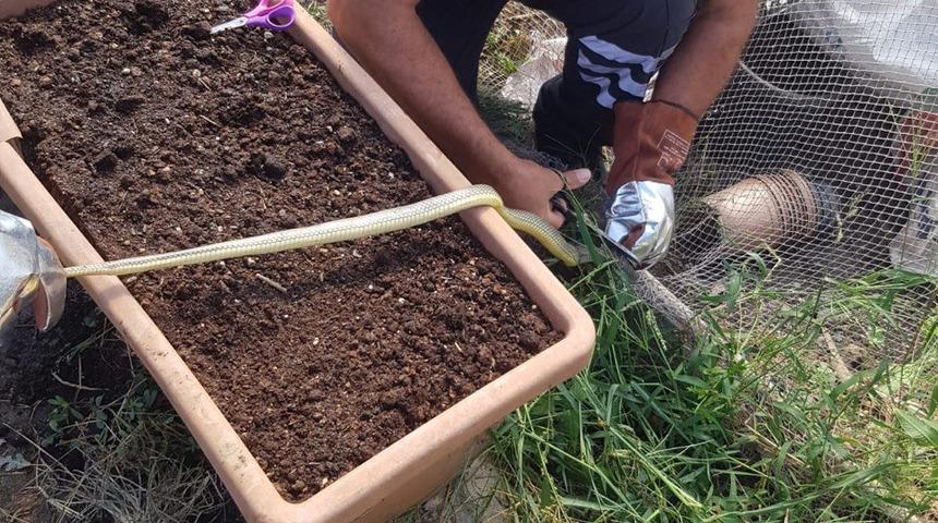 Sinop'ta ağa takılan yılan itfaiye ekiplerince kurtarıldı