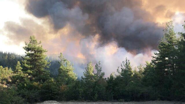 GÜNCELLEME - Bursa'da çıkan orman yangını kontrol altına alındı
