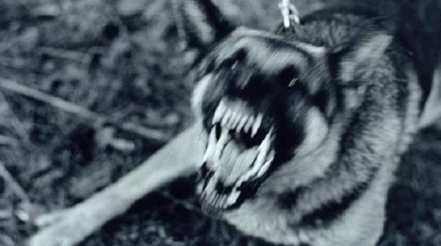 Osmaniye'de 'kuduz kurban' paniği