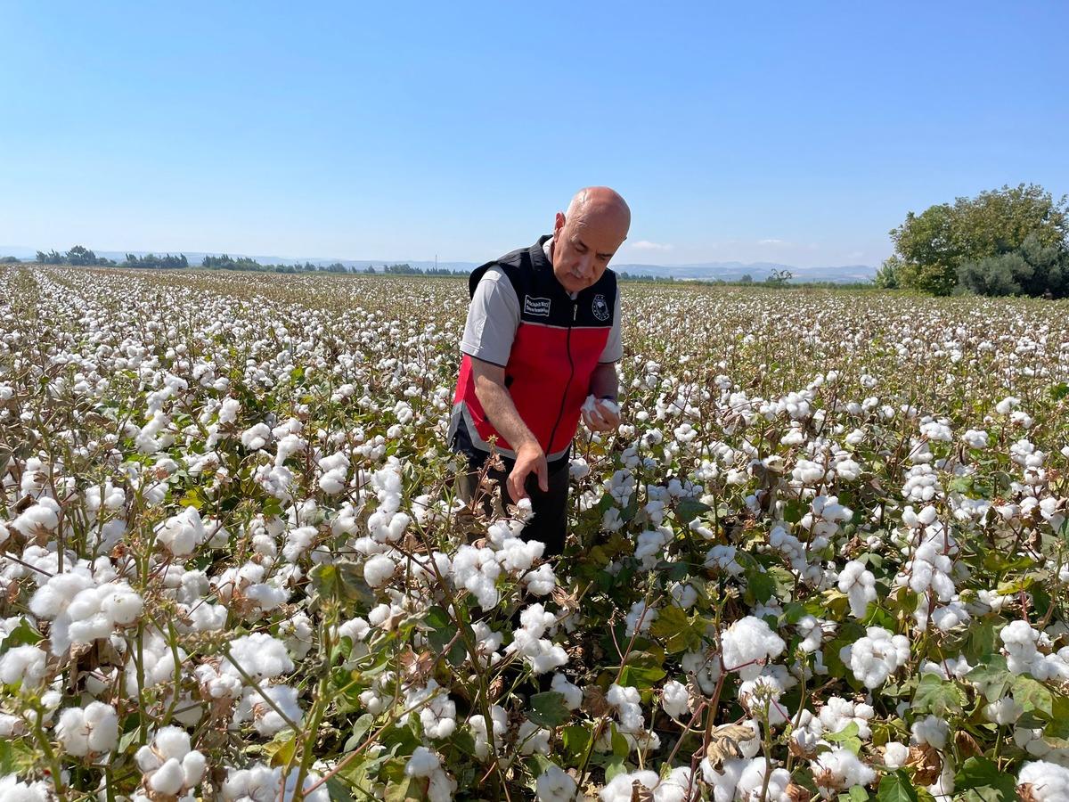 Tarım ve Orman Bakanı Vahit Kirişci, Hatay'da pamuk hasat etti: