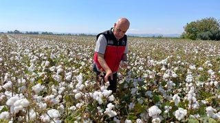 Tarım ve Orman Bakanı Vahit Kirişci, Hatay'da pamuk hasat etti: