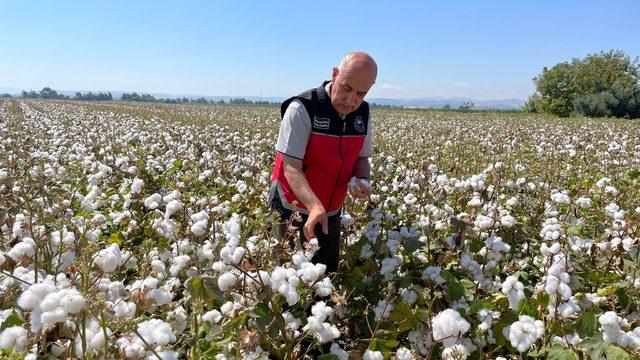 Tarım ve Orman Bakanı Vahit Kirişci, Hatay'da pamuk hasat etti: