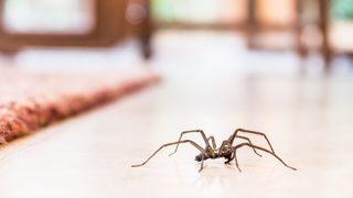 Bu bitkiye sahip olanların örümcek derdi kalmıyor! Oldukça etkili sonuçlar veriyor