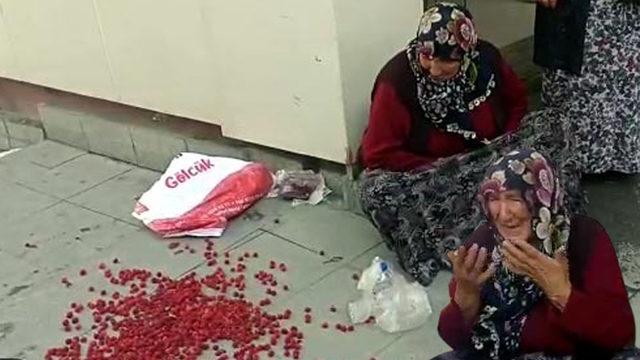 "Bunları dikenlerin i&ccedil;inden topladım" Meyvelerinin başında g&ouml;zyaşı d&ouml;ken yaşlı kadın sosyal medyada g&uuml;ndem oldu! Belediyeden a&ccedil;ıklama geldi