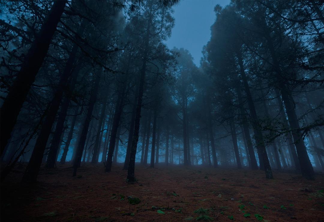 Ormandan gelen sese koştular! Kardeşi g&ouml;rd&uuml;ğ&uuml; manzara karşısında dehşete d&uuml;şt&uuml;