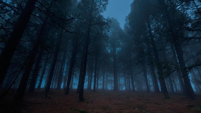 Ormandan gelen sese koştular! Kardeşi g&ouml;rd&uuml;ğ&uuml; manzara karşısında dehşete d&uuml;şt&uuml;