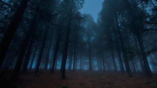 Ormandan gelen sese koştular! Kardeşi gördüğü manzara karşısında dehşete düştü